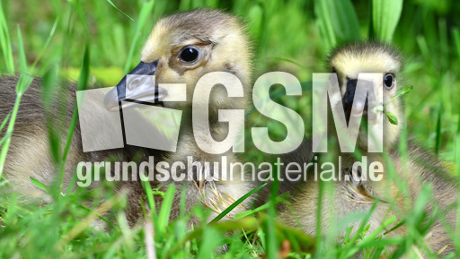 Kanadagansküken (14).jpg